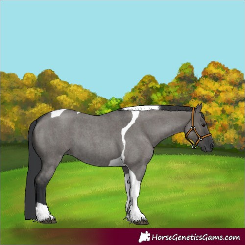 Horse Color:Grullo Roan Tobiano