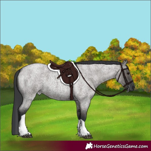 Horse Color:Grullo Roan Tobiano 