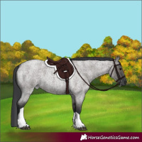 Horse Color:Grullo Roan Tobiano 