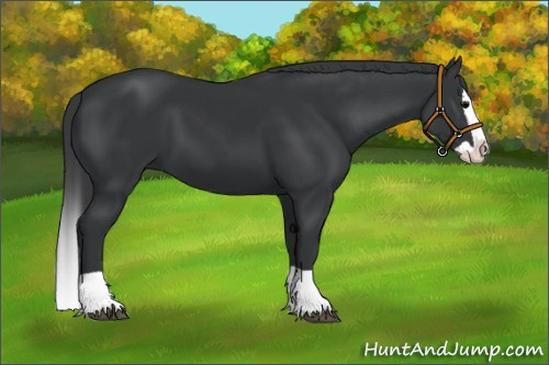 Horse Color:Black Splash 