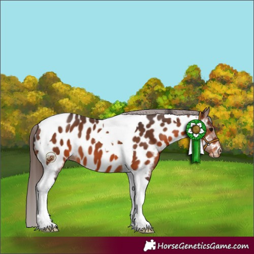 Horse Color:Brown Tobiano Near Leopard 