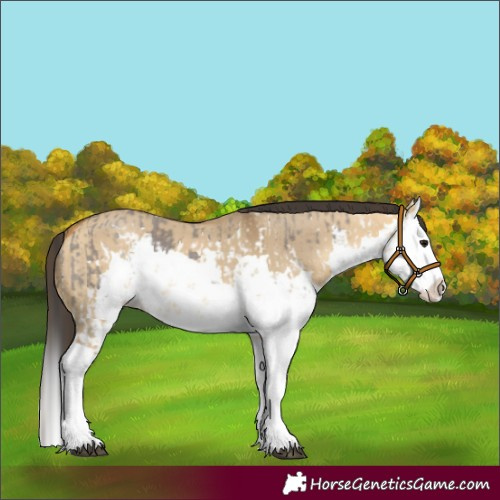 Horse Color:Smoky Grullo Sabino Splash and Buckskin Dun Sabino Splash