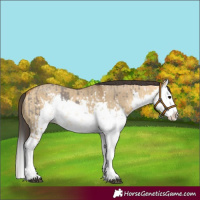 Horse Color:Smoky Grullo Sabino Splash and Buckskin Dun Sabino Splash