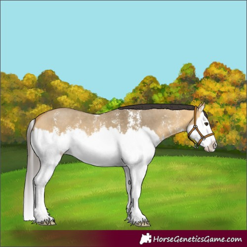 Horse Color:Buckskin Dun Sabino Splash