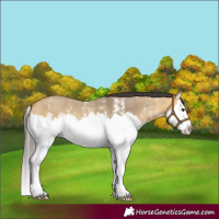 Horse Color:Buckskin Dun Sabino Splash