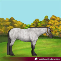 Horse Color:Smoky Grullo Roan 