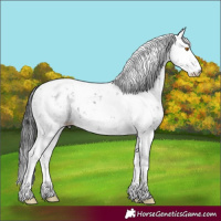 Horse Color:Midnight Black Sabino