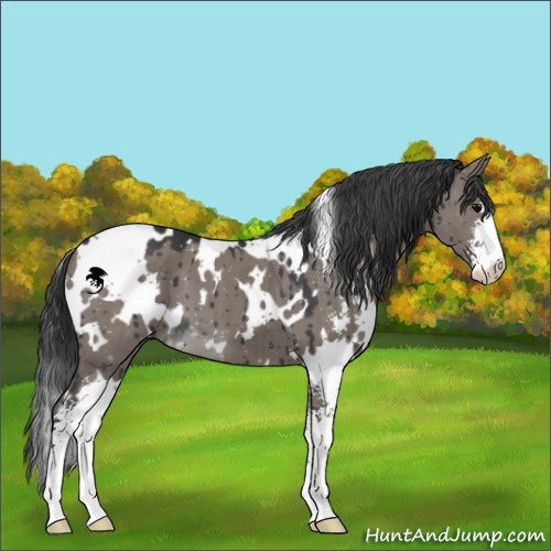 Horse Color:White Spotted Grullo Sabino Brindle 