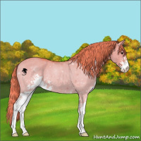 Horse Color:Watercolor Liver Red Dun Sabino 