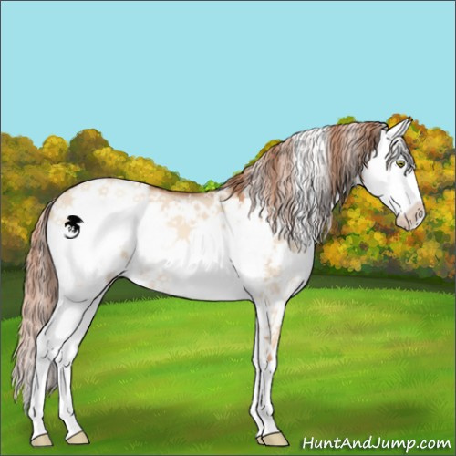 Horse Color:Gold Champagne Dun Sabino 