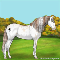 Horse Color:Gold Champagne Dun Sabino 