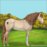 Horse Color:Gold Champagne Dun 
