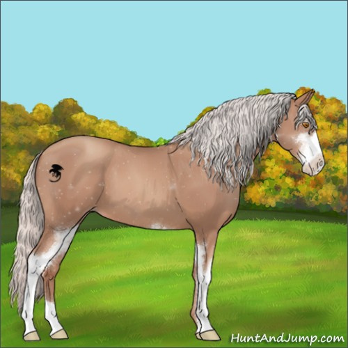Horse Color:Silver Classic Champagne Sabino 