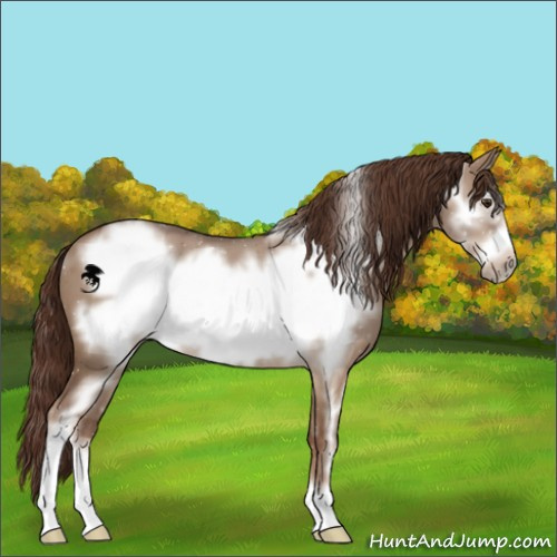 Horse Color:Liver Red Dun Sabino Frame 