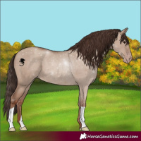 Horse Color:Classic Champagne Dun 