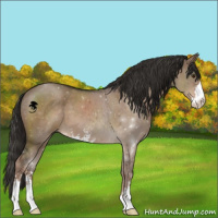 Horse Color:Liver Red Dun Sabino 