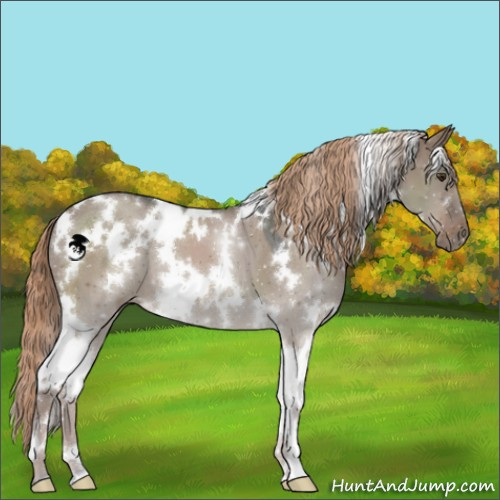 Horse Color:White Spotted Liver Red Dun 