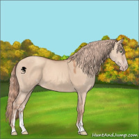 Horse Color:Gold Champagne Dun Sabino 