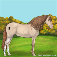 Horse Color:Gold Champagne Dun 