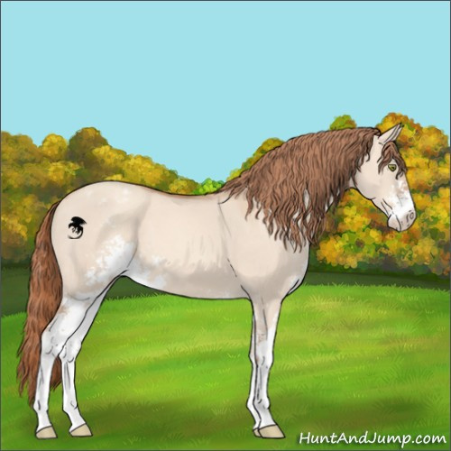 Horse Color:Gold Champagne Dun Sabino Appaloosa 