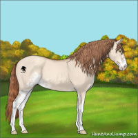 Horse Color:Gold Champagne Dun Sabino Appaloosa 