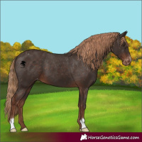 Horse Color:Liver Chestnut Appaloosa 