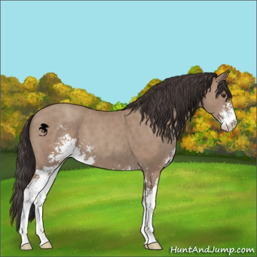 Horse Color:Classic Champagne Sabino 