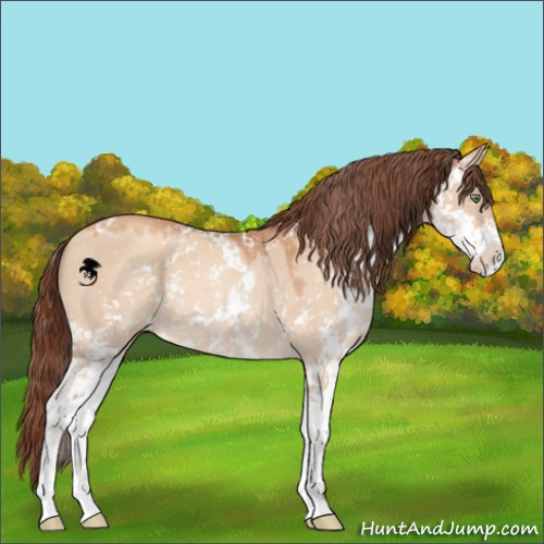 Horse Color:Sable Champagne Dun Sabino Appaloosa 