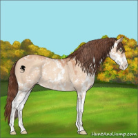 Horse Color:Sable Champagne Dun Sabino Appaloosa 