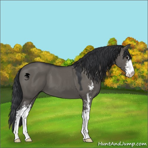 Horse Color:Grullo Sabino 