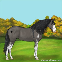 Horse Color:Grullo Sabino 