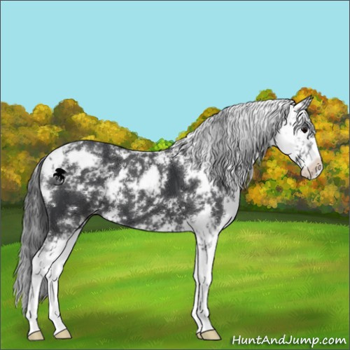 Horse Color:Black Sabino Appaloosa 