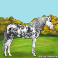 Horse Color:Black Sabino Appaloosa 