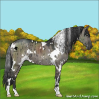 Horse Color:White Spotted Grullo Brindle 
