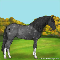 Horse Color:Black 