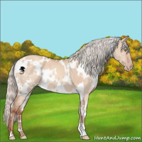 Horse Color:White Spotted Silver Sable Champagne Dun 