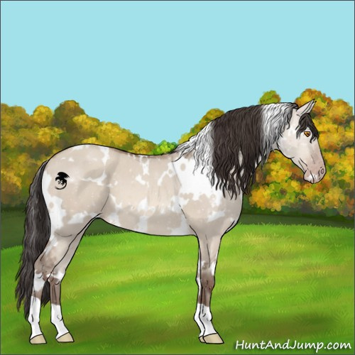 Horse Color:White Spotted Sable Champagne Dun 