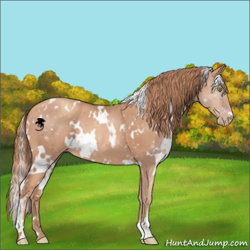 Horse Color:White Spotted Gold Champagne 