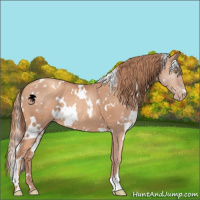Horse Color:White Spotted Gold Champagne 