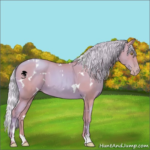 Horse Color:Watercolor White Spotted Gold Champagne 