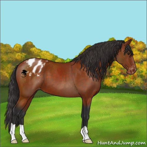 Horse Color:Brown Appaloosa 