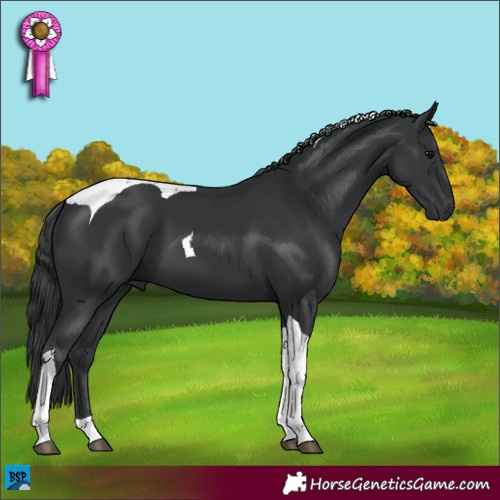 Horse Color:Black Tobiano 