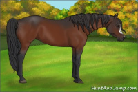 Horse Color:Brown 