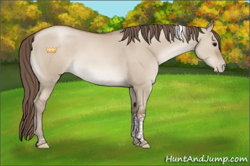 Horse Color:Grullo Pearl Tobiano