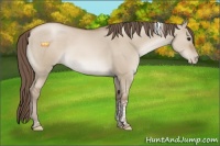 Horse Color:Grullo Pearl Tobiano