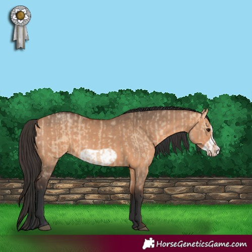Horse Color:Bay Dun  and Bay Dun Frame 