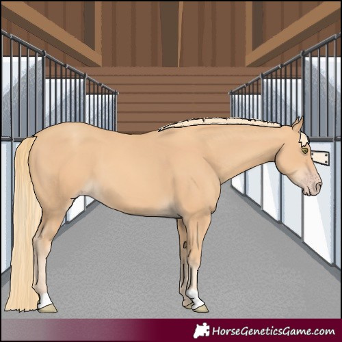 Horse Color:Gold Champagne 