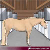 Horse Color:Gold Champagne 