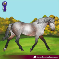 Horse Color:Gray Bay