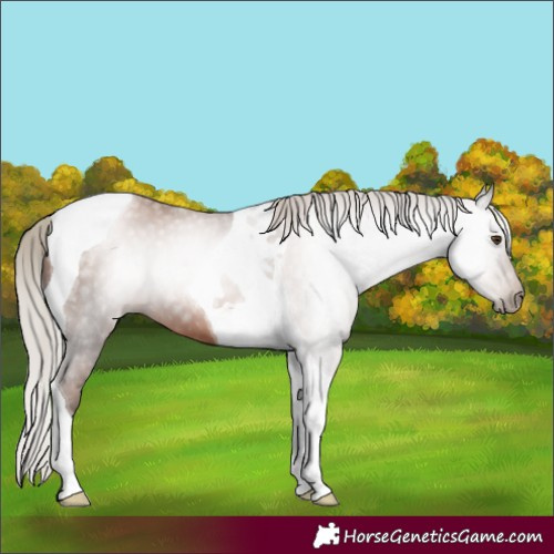 Horse Color:Gray Silver Black Pearl Tobiano 